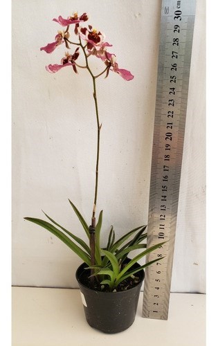 Orquídea Tolumnia Planta Adulta Cores Mistas