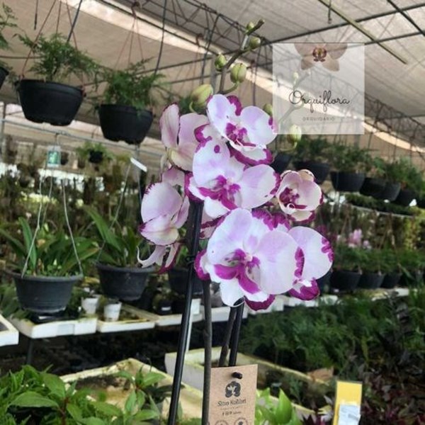 Orquídea Phalaenopsis Speechless Elegance Big Lip (Rara)