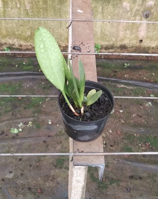 Pleurothallis saurocephala