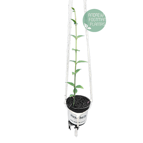 Flor de cera Hoya bella muda enraizada no pote nº 6