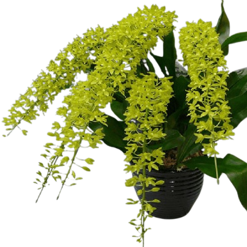 Gramathophyllum scriptum var. citrinum