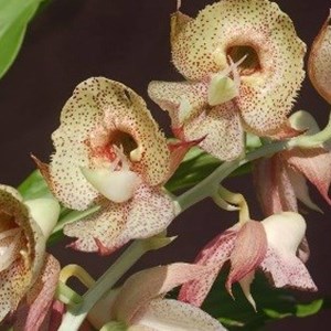 Orquídea Catasetum Kidney Bean