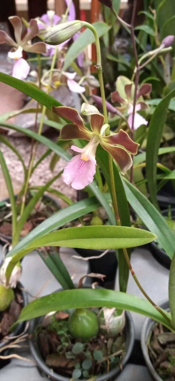 Orquídea Encyclia osmanta x Encyclia cordigera