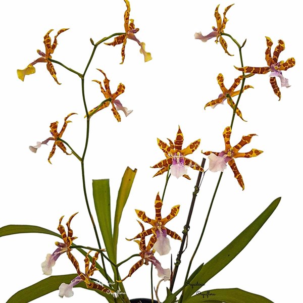 Orquídea Miltonia clowesii Planta Adulta Flor Amarela-marrom - Orquiloja