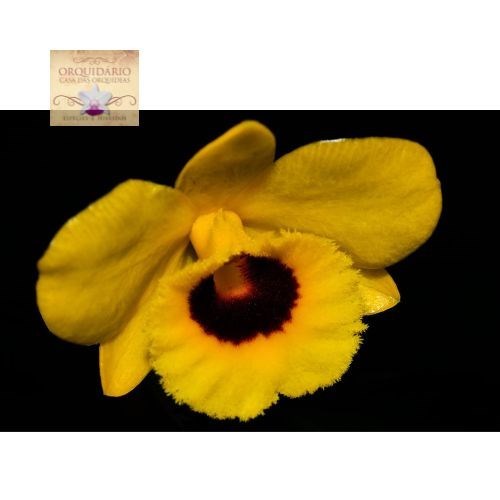 Orquídea Dendrobium chrysotoxum oculatum