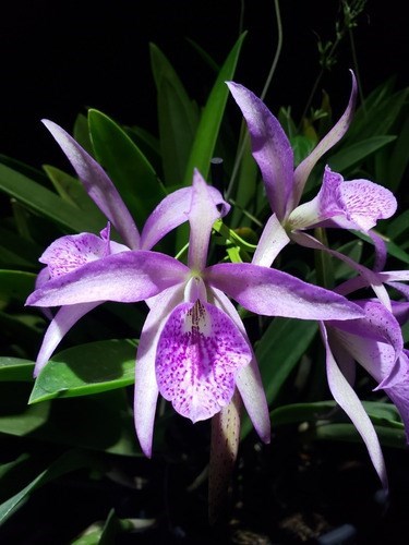 Orquidea Bc. Maikay Mayumi. Adulta