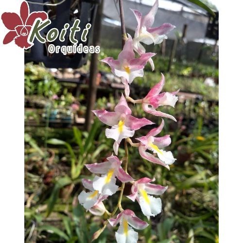 Orquídea Rodriguezia Burgundy - Adulta