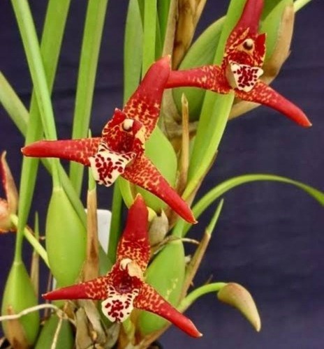 Orquidea Maxillaria tenuifolia.plantas Adultas Entouceirada