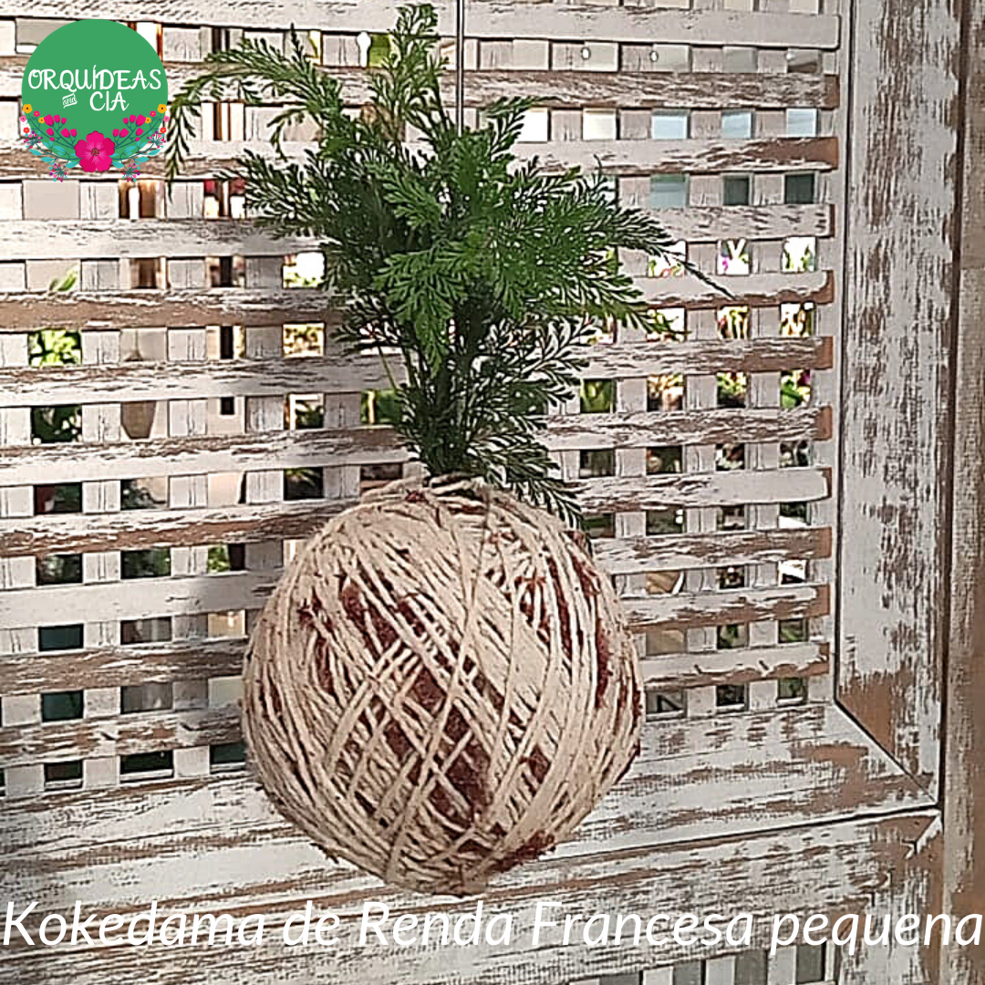 Kokedama de Folhagem Renda Francesa pequena