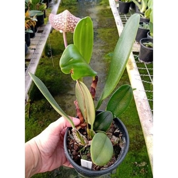 Bulbophyllum arfakianum 