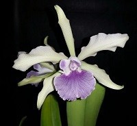 Lc. elegans coerulia