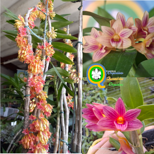 Dendrobium usitae - Sementeira - Adulto