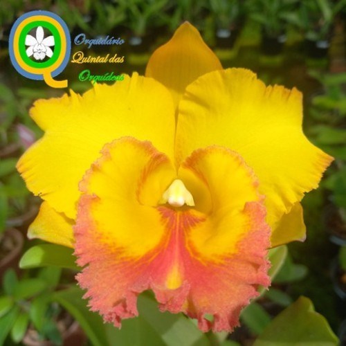 Rlc. Thongsupran Gold #4 - ADULTO