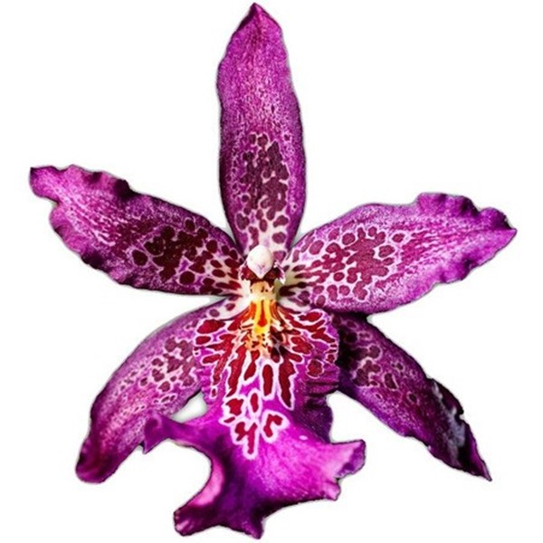 Orquídea Beallara Marfitch Roxa ! Planta Adulta ! - Orquiloja