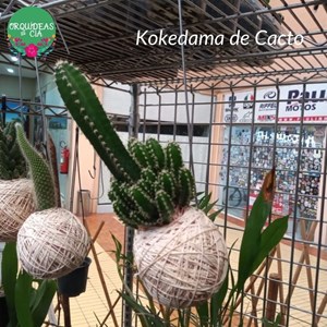 Kokedama de Cacto