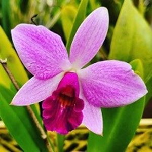 Registro Disponível: Encyclia dichrom,a x Hadrolaelia praestans = Catyclia