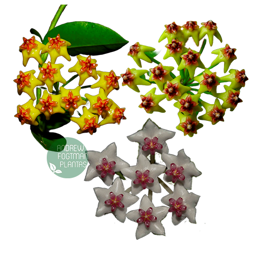 Combo das flores de cera arbustivas pendentes mudas enraizadas no pote nº 6