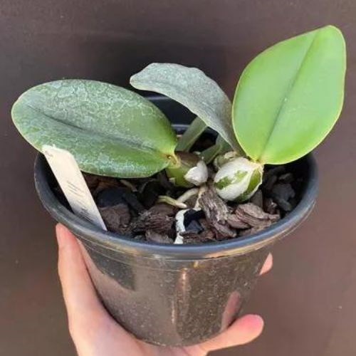 Orquídea Cattleya walkeriana Cambará X Cw. Comadre X Cw. Larissa Meristema