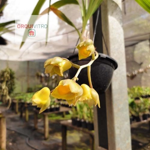 Catasetum (longifolium x Bound for Glory)