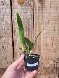 Cattleya velutina x Encyclia spiritusanctensis
