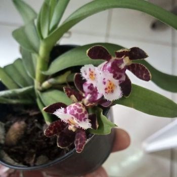 Gastrochillus bellinus