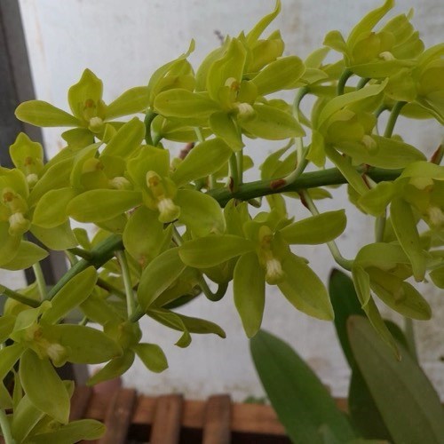 Orquídea Grammatophyllum scriptum