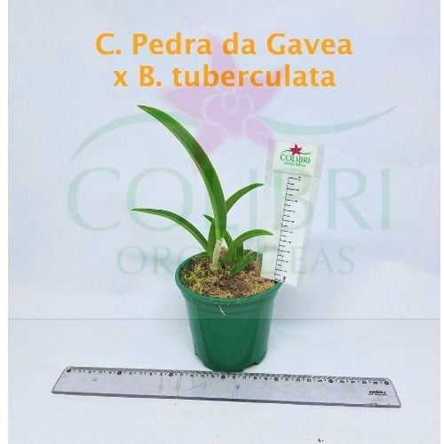 Orquídea Cattleya Pedra da Gavea x Brassavola tuberculata