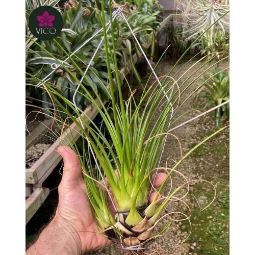 Tillandsia Clichroma