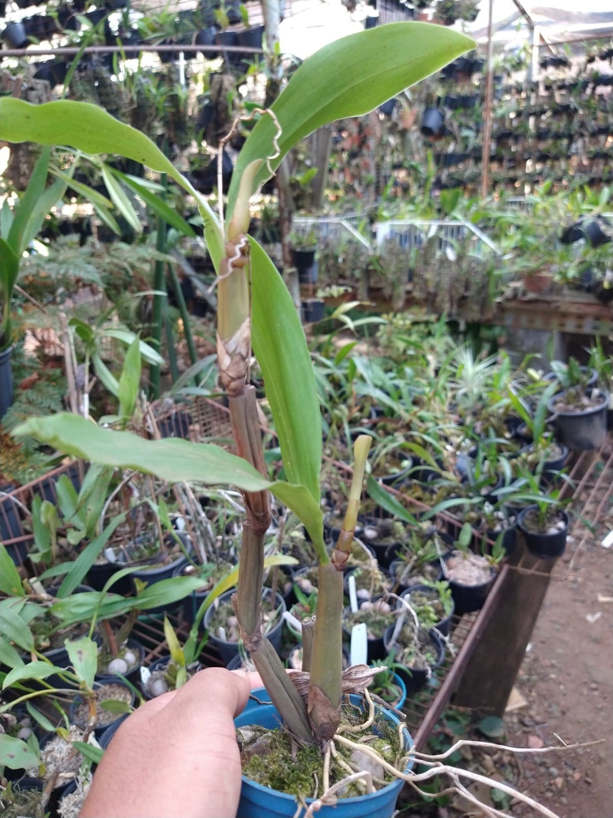 Orquídea Exótica Pholidota articulata