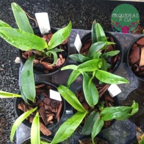 Mini Orquídea Cattleya Ayrton Senna (mini Cattleya Amarela)