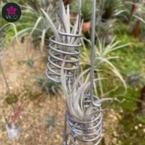 Tillandsia Albertiana X Edithae (Margarite)