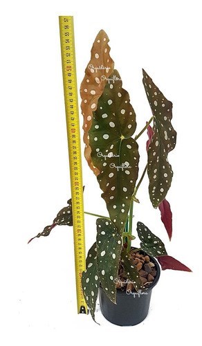 Begonia Maculata Planta Adulta Natural Exótica