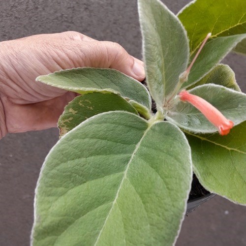 Folhagem Rainha-do-abismo (Sinningia leucotricha)