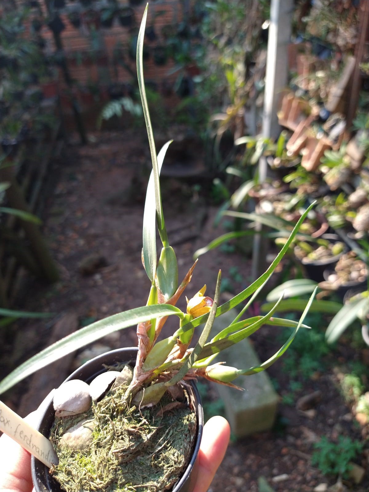 Orquídea Maxillaria ferdnandiana
