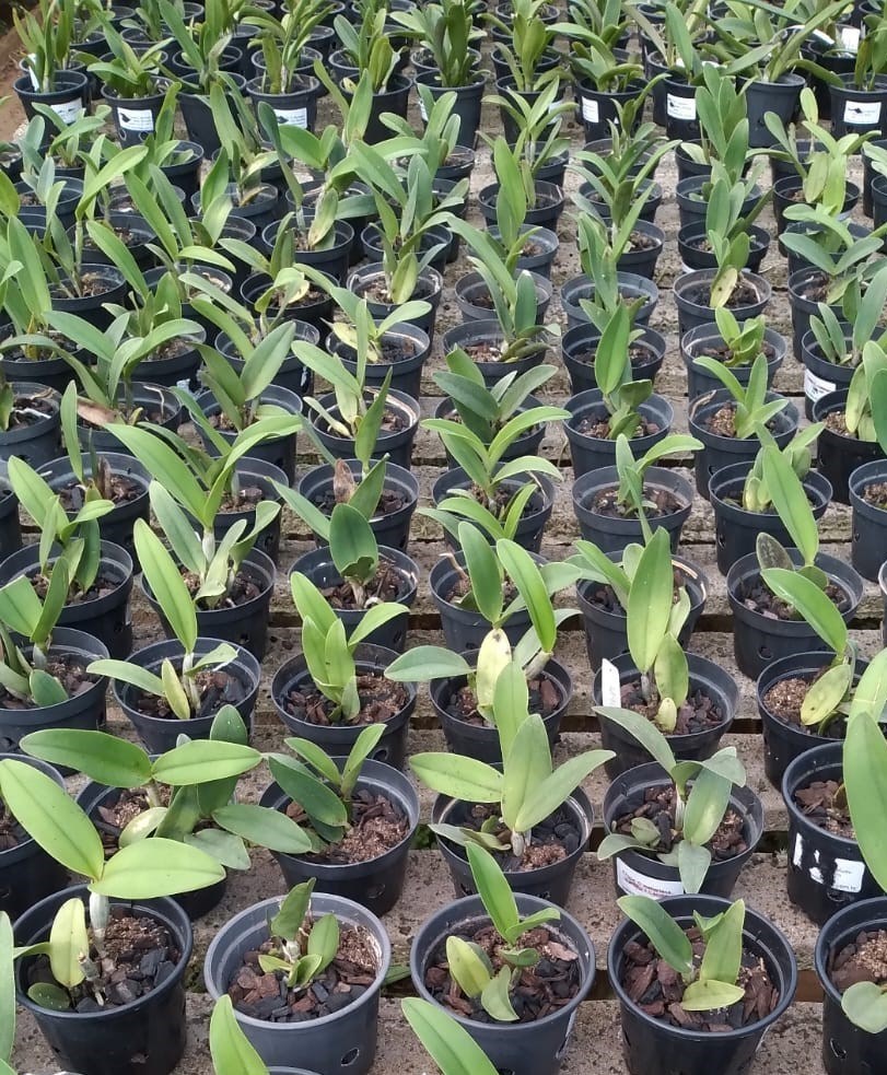 Cattleya (loddigesii pelorica x walkeriana)