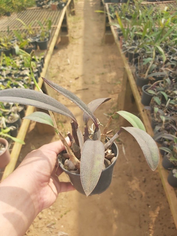 Orquídea Hoffmansegela sanguiloba (=Laelia sanguiloba)