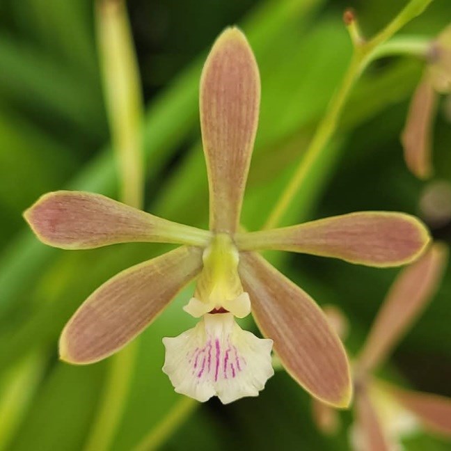 Encyclia Eugenia Schnurr