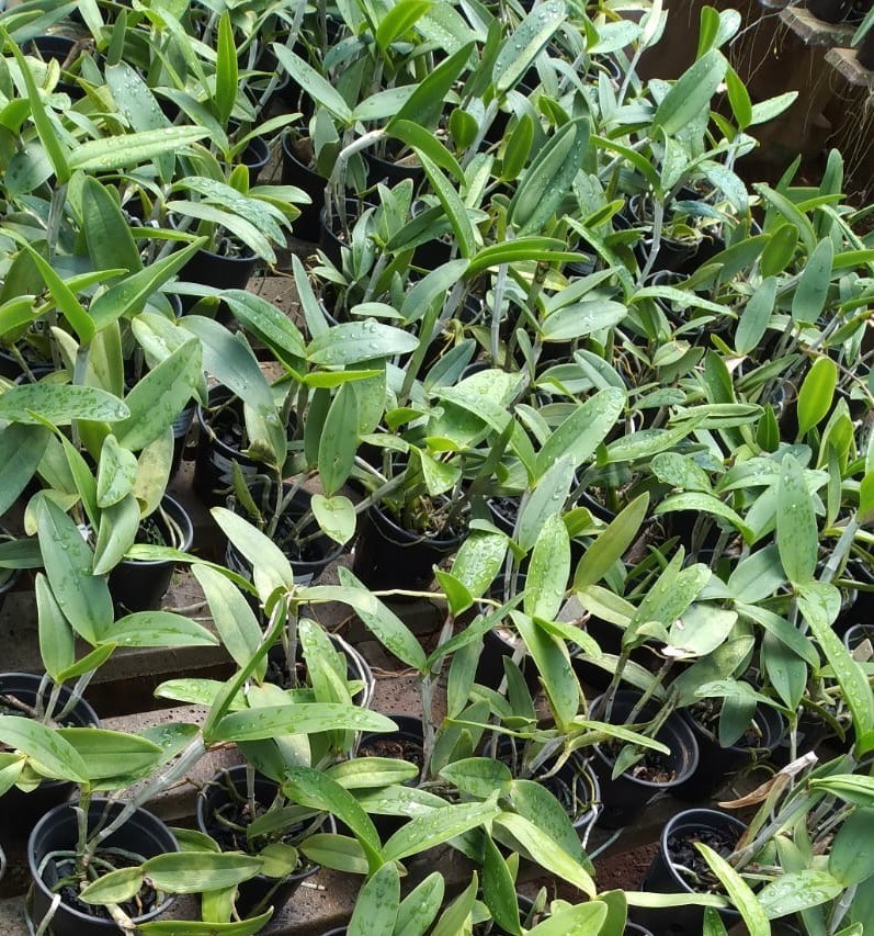 Cattleya leopoldii (lilacinea x “Cetro Esmeralda”)