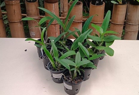 Kit Cattleya hibrida - 10 plantas sortidas
