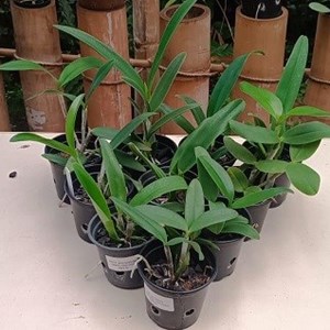 Kit Cattleya hibrida - 10 plantas sortidas
