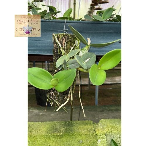 Orquídea Cattleya schilleriana semi alba