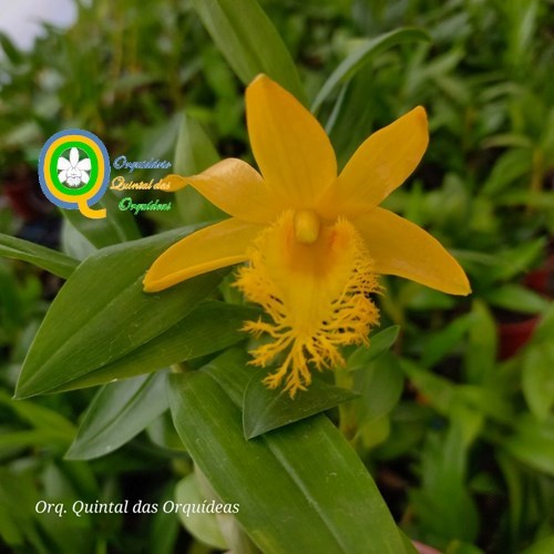 Dendrobium brymerianum - Adulto