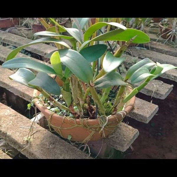 Orquídea Cattleya Portia Baronesa - Adulta - Planta de Coleção