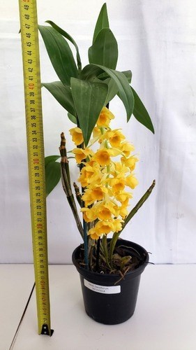Orquideas Dendrobium densiflorum Planta Adulta Com Vaso
