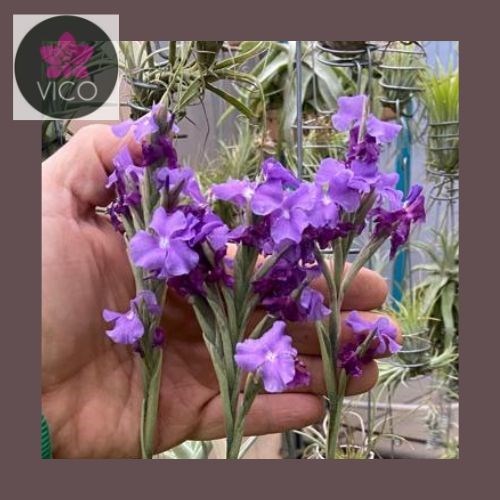 Tillandsia streptocarpa