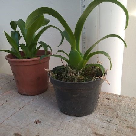 Miltassia kauai's choice Orquídea Aranha Negra