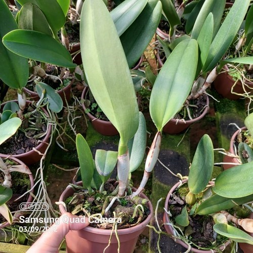 Rlc. Maitland - Adulta