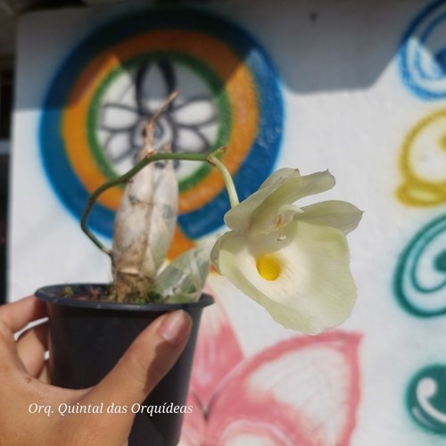 Catasetum Pileatum sp white - Adulto