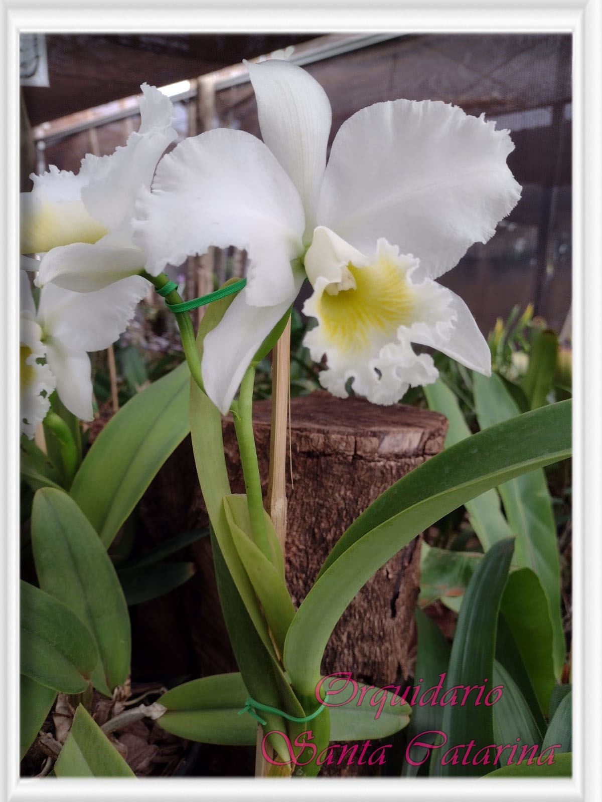 Orquídea BLC. Fatima Afonso X Fatima Barani X Irmã Dulce