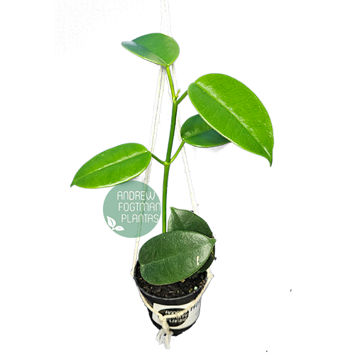 Combo das flores de cera especiais nº 1 mudas enraizadas no pote nº 6